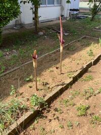 この植物はなんですか 蒟蒻芋の花だと思います Yahoo 知恵袋