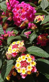 このお花の名前を教えてください 花や葉っぱの感じから紫陽花の仲間かな と Yahoo 知恵袋