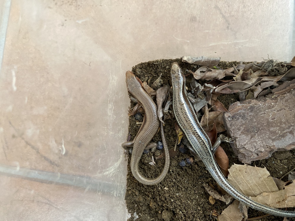 ニホントカゲ成体２匹居るんですがこの写真で雌雄判別出来ますか 分かる方ど Yahoo 知恵袋