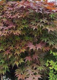 赤ちゃんの名前で悩んでます ９月に女の子を出産予定です 紅葉 ｸ Yahoo 知恵袋