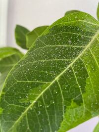 観葉植物 部屋で観葉植物を育てているのですが 写真のような葉があ Yahoo 知恵袋