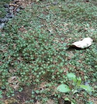 家の花壇の土はゼニゴケが生えます 土壌を少しでも良くしようと鍬で掘っ Yahoo 知恵袋