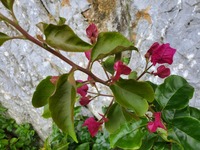 こちらの植物の名前ご存じでしたら教えてください。
よろしくお願いいたします。
沖縄県です！ 