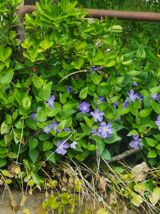 ハヤトウリは 実を付けていますか こちら南関東ですが まだ花も咲きません Yahoo 知恵袋