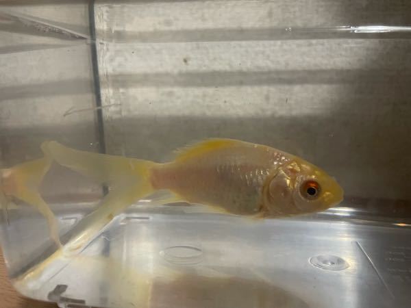 飼っている金魚の背びれがボロボロになってきてしまいました Yahoo 知恵袋