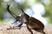 子供の頃にカブトムシやクワガタを飼っていた人はエサは何を与えていましたか Yahoo 知恵袋