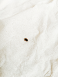 3mm位の虫がベッドにいましたが ダニでしょうか 胴が縦長でふ Yahoo 知恵袋
