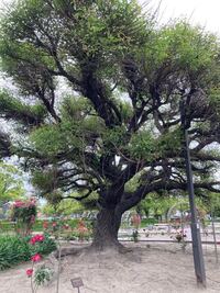 愛知県東海市元浜公園のらあちこちにある木です 名前は何でしょうか Yahoo 知恵袋