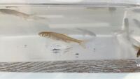 北海道の川に生息する小魚についてです 北海道中心部の小川で採れた小 Yahoo 知恵袋
