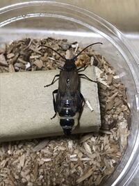 家の中にいたのですが 何という虫でしょうか カミキリム Yahoo 知恵袋