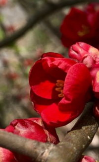 この花は何という名前ですか ボケ 木瓜 と思います Yahoo 知恵袋