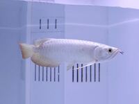 アロワナの餌用にと キレイな小さい熱帯魚を購入しアロワナ水槽に投入しましたが Yahoo 知恵袋
