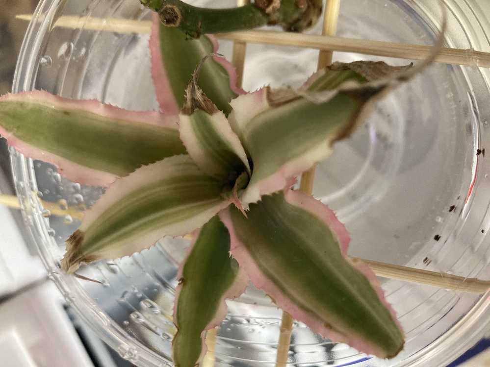 これはサンスベリアですか ピンク色とフリルがあるので ハ Yahoo 知恵袋