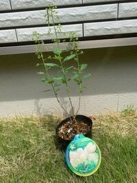 スモークツリーの挿し木の仕方今年は沢山煙が楽しめました 挿し木で増やせるそうで Yahoo 知恵袋