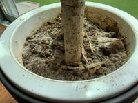 水はけが良すぎるのですが ガーデニング初心者です 九州 Yahoo 知恵袋