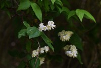 この白い花が咲いているつる性の植物の名前を教えてください よろしくお願い Yahoo 知恵袋