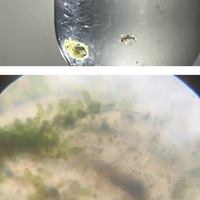 ミジンコを採取したいのですが 冬は採取できないでしょうか 気温が低くても湧き Yahoo 知恵袋