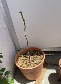 鉢植えのミモザの主幹を太くしたくて 思い切って枝を全て切り落と Yahoo 知恵袋