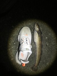 この魚が何かわかる方教えて下さい 北海道日高地方5月夜釣り40 Yahoo 知恵袋