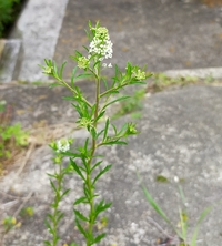 この花の名前はなんですか ナズナに似ているようですが 違う気が Yahoo 知恵袋