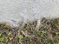 どうしてコンクリートの上にダンゴムシが密集しているのですか どうして Yahoo 知恵袋