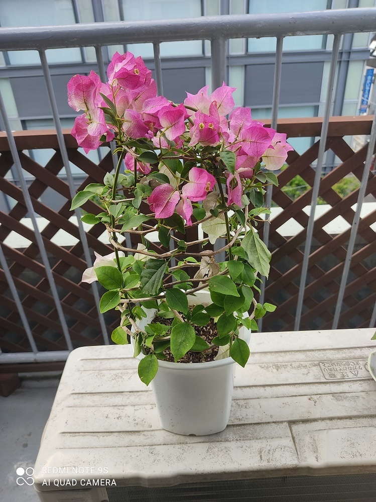 ブーゲンビリアピンクレディーを今日購入しました。全長45cm