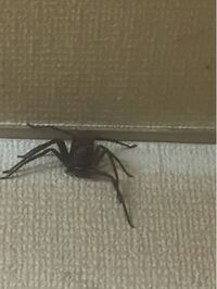 この蜘蛛は平気ですか アシダカグモかと思います ゴキブリな Yahoo 知恵袋