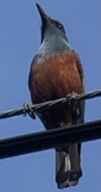 今日変わった鳴き声の鳥を見ました 何という鳥か教えてください イソ Yahoo 知恵袋