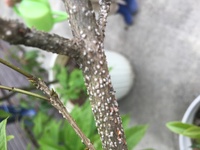 金木犀の枝に秋 冬 から白い点々があります もしかして虫の卵で Yahoo 知恵袋