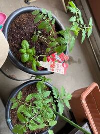 中玉トマトとミニトマトの苗の見分け方を教えてください 中 Yahoo 知恵袋