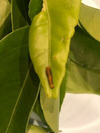この幼虫はクロアゲハでしょうか？ みかんの木にいました。