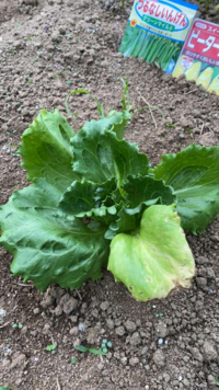 レタスの栽培教えて下さい レタスの苗を植えましたが 10植えて Yahoo 知恵袋