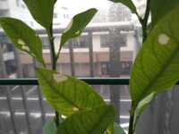 害虫を避けるためにアルコール ウィスキー を軽く薄めて葉にスプレーし Yahoo 知恵袋