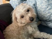 釣り針を犬が飲み込んでしまいました ミニチュアダックス ６ ５ｋｇ と２日 Yahoo 知恵袋