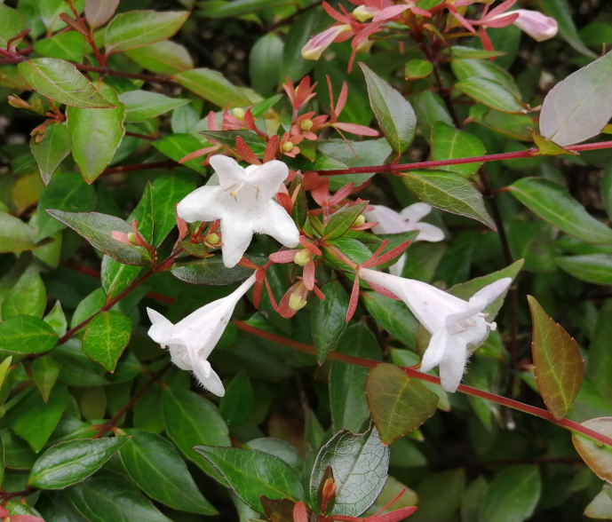 白い小さな花が咲いた低木があります 何と言う植物かご存知の方がいら Yahoo 知恵袋