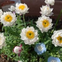 この花はコットンキャンディという花なのですが 検索しても他のものが出 Yahoo 知恵袋