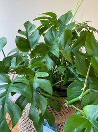 この観葉植物の名前わかりますか 剪定の仕方も教えて下さい 形を整え Yahoo 知恵袋