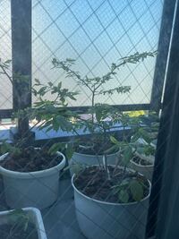 アナベルの差し芽に使う茎について 今年花が咲いていない茎を使って差し芽 Yahoo 知恵袋