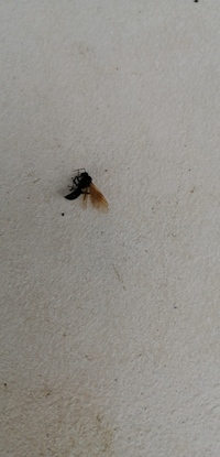 家の周りに画像のような虫の死骸が何匹もあるのを今朝見つけました。
羽アリだと思うのですがシロアリの被害がある可能性もあるのでしょうか？ 大きさは1cmくらいです。
ちなみに家はまだ築2年です。。