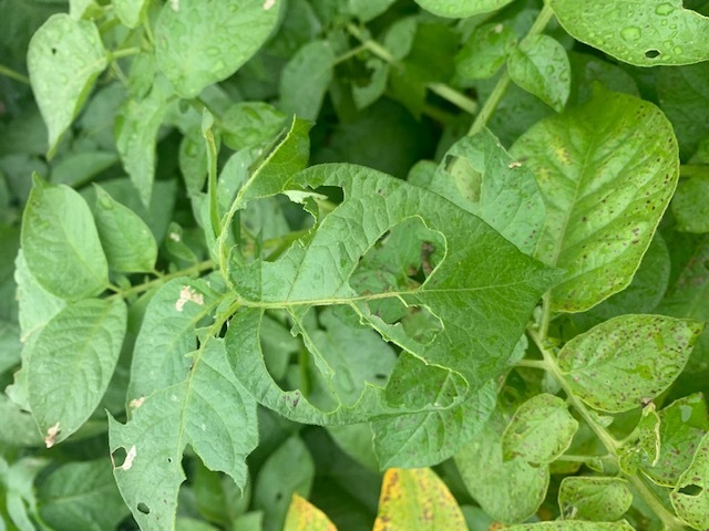 ジャガイモの葉が虫に食われていますジャガイモの葉が虫に食われています 対 Yahoo 知恵袋