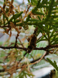 コニファーについてお伺いします 虫 特に毛虫 イモムシ がつきにくい Yahoo 知恵袋