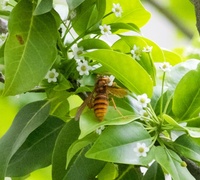 ソヨゴの木に蜂がかなりたかっています 蜂が来ないように出来ないでしょ Yahoo 知恵袋