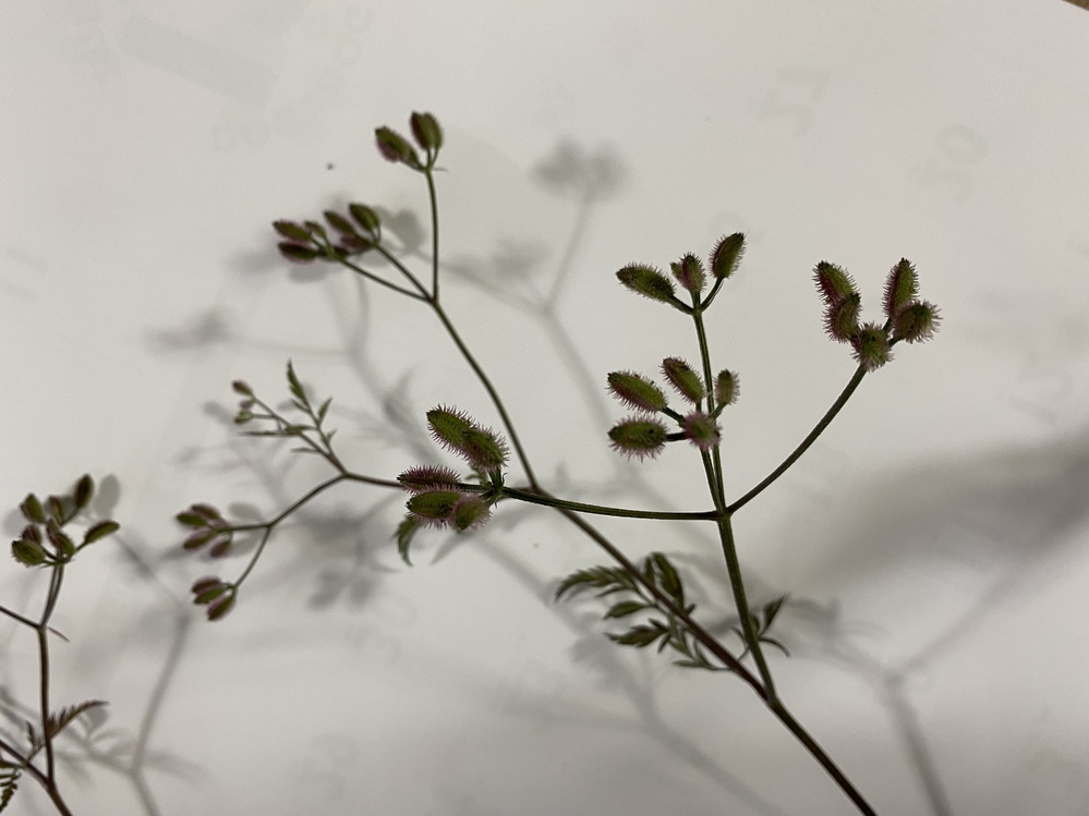 この植物の名前は何ですか ちょっと紫っぽい色で 蕾のような部分 Yahoo 知恵袋