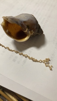 これは寄生虫でしょうか ツブ貝です 渦巻き状の内臓の中にぐるぐるになって Yahoo 知恵袋