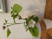 この花の名前を教えて下さい 夏椿かと思いましたが 花弁の数など違うようで Yahoo 知恵袋