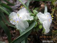 白いツユクサはトキワツユクサだけですか 花芯近くが薄紫でした 岐阜県美濃 Yahoo 知恵袋