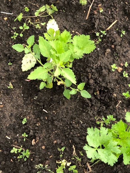 セロリを先週3つ買って植えたのですが 今日 気付いたら花が咲いてま Yahoo 知恵袋