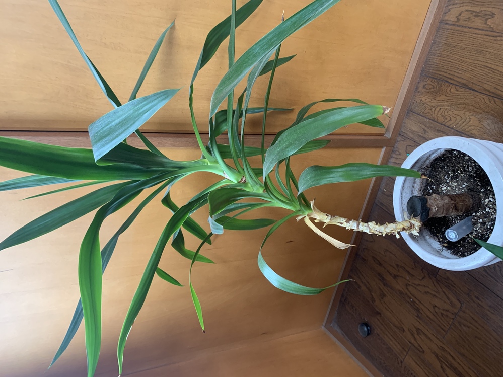 ユッカの葉が成長し、傾いてしまっています。幹も傾いてきてしまってい