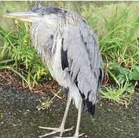 この鳥は何ていう鳥ですか 江ノ島にいました Yahoo 知恵袋