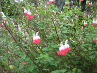 この花の名前は何ですか 毎年我が家の庭に咲く可愛い双子のように見えます Yahoo 知恵袋